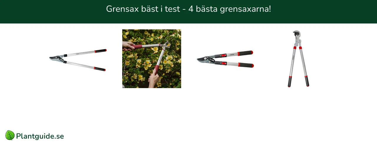 Grensax bäst i test