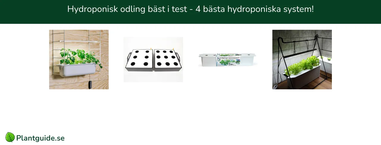 Hydroponisk odling bäst i test