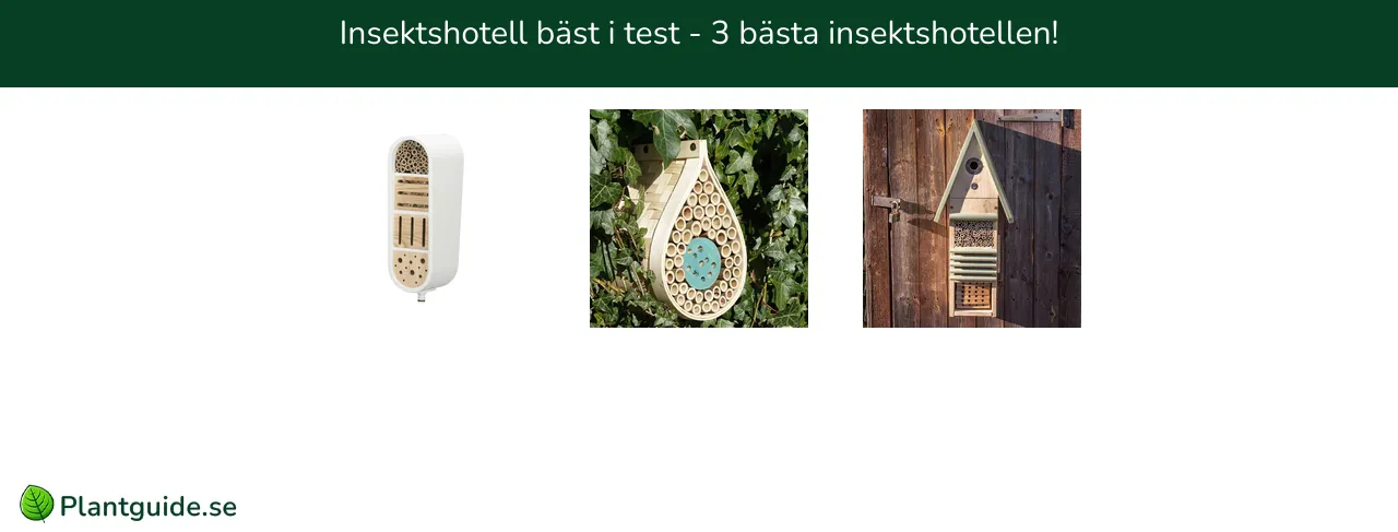 Insektshotell bäst i test - 3 bästa insektshotellen!