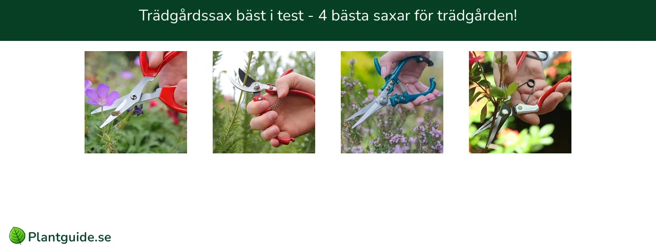 Trädgårdssax bäst i test