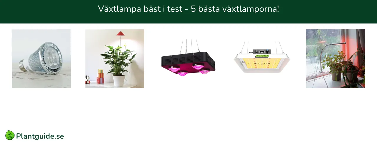 Växtlampa bäst i test